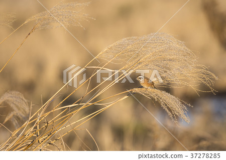 Great white (cheek white) 37278285