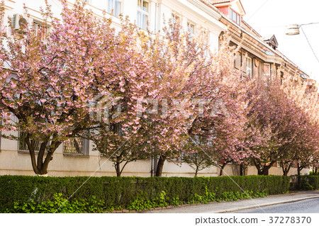 Street with blooming sakura in Uzhhorod city 37278370