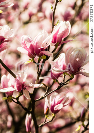 blooming magnolia flowers 37278371
