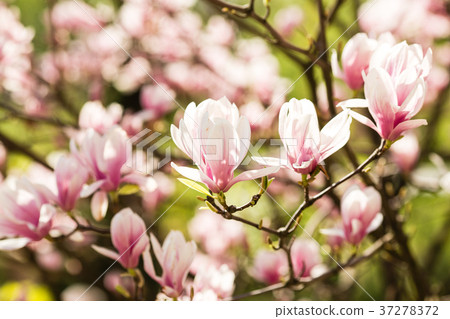 blooming magnolia flowers blooming magnolia flowers 37278372