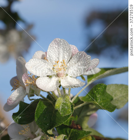 Apple flowers after rain 37278519