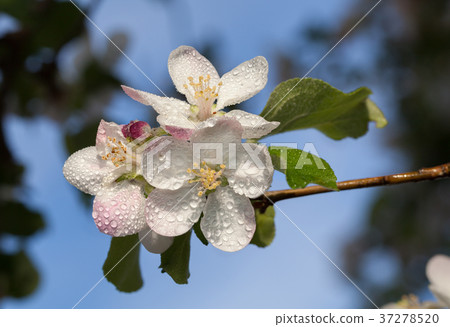 Blooming apple twig 37278520