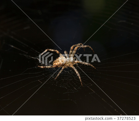 Waiting spider Waiting spider 37278523