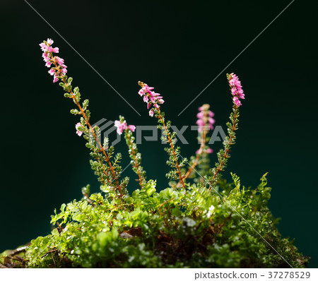 Blooming Heath tussock Blooming Heath tussock 37278529