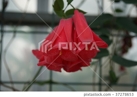 熱帶花卉 37278653