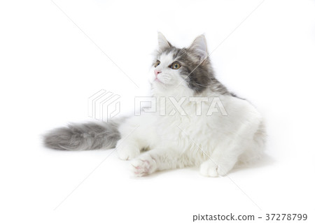 Norwegian Forest Cat Norwegian Forest Cat 37278799