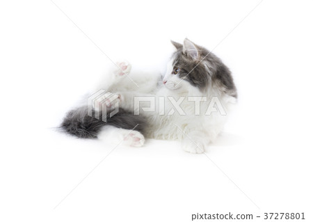 挪威讓森林貓 37278801