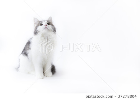 挪威讓森林貓 37278804