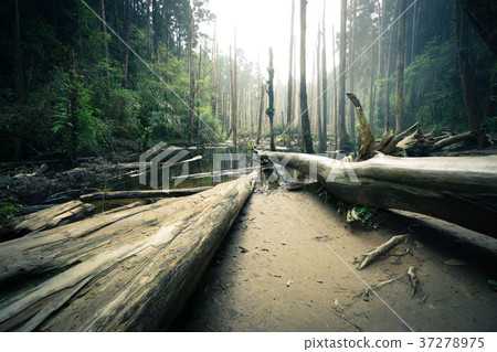 Forgetful forest 37278975