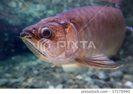 Arowana Arowana 37278990