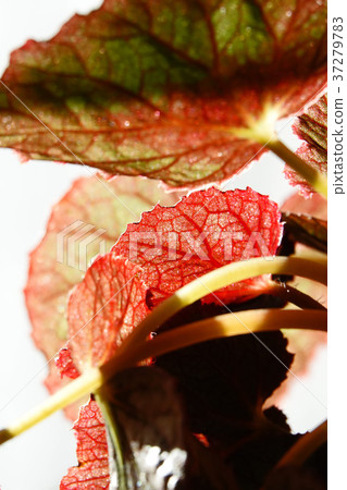 Beautiful leaf veins of Rex Begonia 37279783