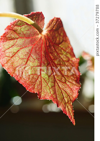 Beautiful leaf veins of Rex Begonia 37279788