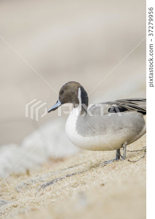 Duck Long-eared Duck 37279956