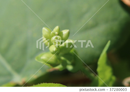 Isimikawa flower 37280003