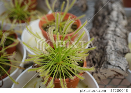 食蟲植物 37280048