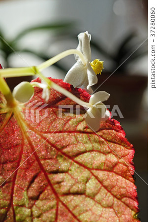 Pretty Rex Begonia Flower 37280060