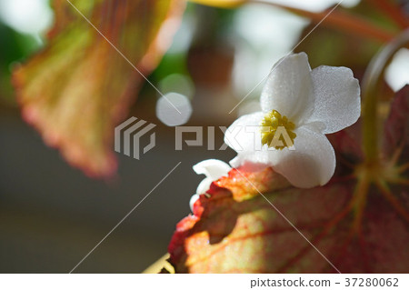 Pretty Rex Begonia Flower 37280062