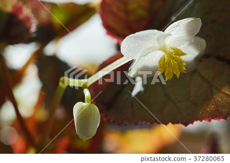 Pretty Rex Begonia Flower Pretty Rex Begonia Flower 37280065