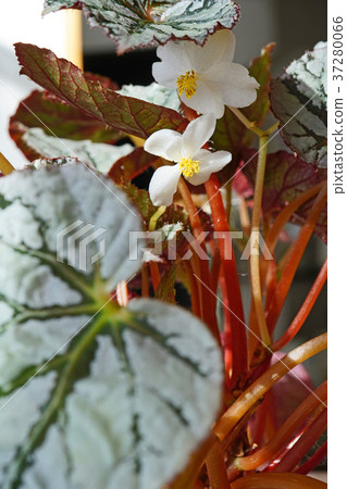 Pretty Rex Begonia Flower Pretty Rex Begonia Flower 37280066