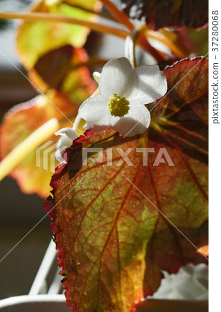 Pretty Rex Begonia Flower 37280068