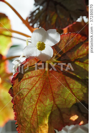 Pretty Rex Begonia Flower 37280070