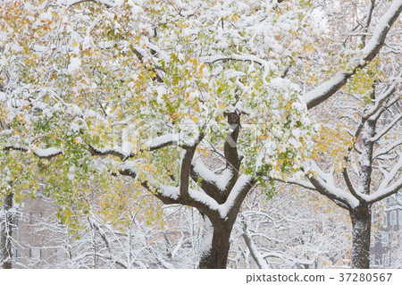 First snow and autumn leaves First snow and autumn leaves 37280567