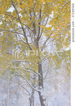 First snow and autumn leaves First snow and autumn leaves 37280568