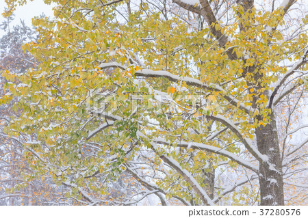 First snow and autumn leaves First snow and autumn leaves 37280576