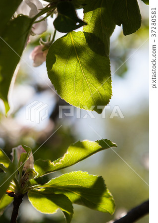 Backlit leaf in tree Backlit leaf in tree 37280581