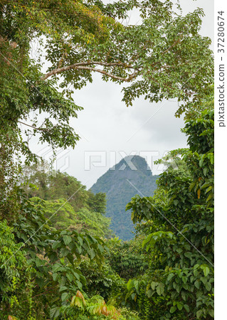 Exotic rainforest landscape 37280674