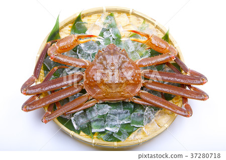 松葉蟹原料 37280718