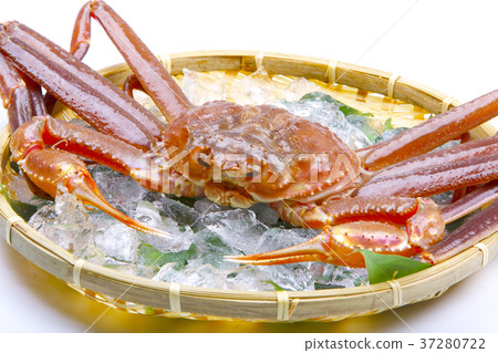 Matsuba crab raw ingredients Matsuba crab raw ingredients 37280722