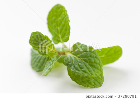 Spearmint 37280791