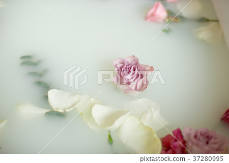 Milk in bath with roses Milk in bath with roses 37280995