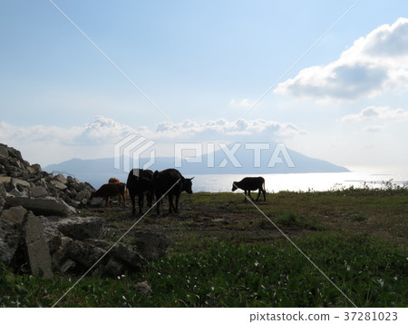 Tokara Archipelago Island 37281023