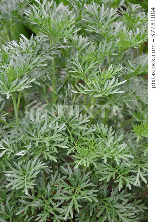 Wormwood (Artemisia absinthium) Wormwood (Artemisia absinthium) 37281084
