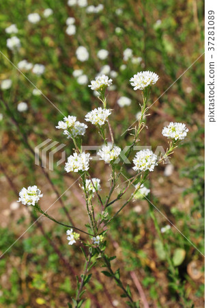 Hoary alyssum (Berteroa incana) Hoary alyssum (Berteroa incana) 37281089