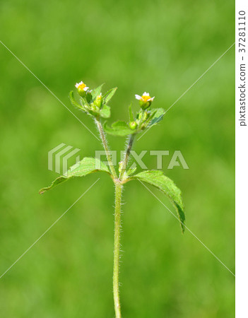 Shaggy soldier (Galinsoga ciliata) 37281110
