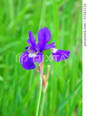 Blue flag (Iris orientalis) 37281119