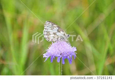 Marbled white (Melanargia galathea) Marbled white (Melanargia galathea) 37281141