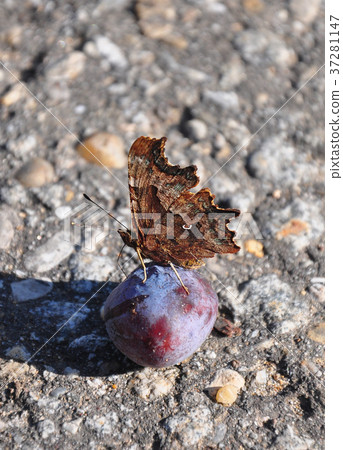 Comma (Polygonia c-album) Comma (Polygonia c-album) 37281147
