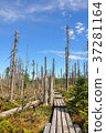 Dead wood in national park Bavarian Forest 37281164