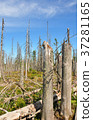 Dead wood in national park Bavarian Forest 37281165