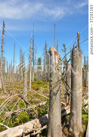Dead wood in national park Bavarian Forest 37281165
