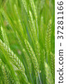 Triticale (Triticosecale rimpaui) heads 37281166