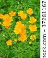 Ledebour globeflower (Trollius ledebourii) 37281167