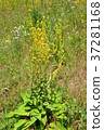 Black mullein (Verbascum nigrum) 37281168