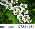 Japanese snowball (Viburnum plicatum) 37281169