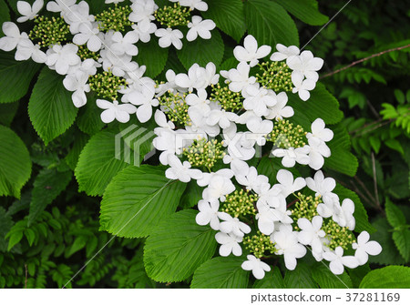 Japanese snowball (Viburnum plicatum) Japanese snowball (Viburnum plicatum) 37281169