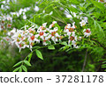 Flowering chestnut (Xanthoceras sorbifolium) 37281178